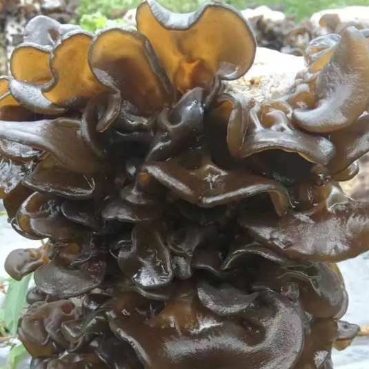 fungus